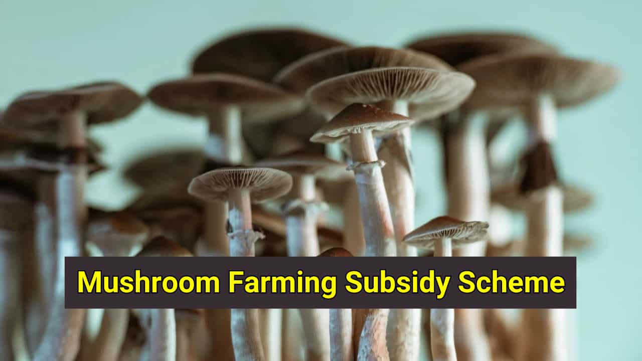 Mushroom Farming Subsidy Scheme